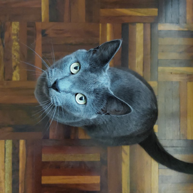 Um gato, outro domingo
