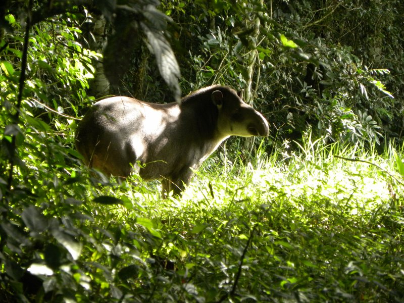 Gota d'água